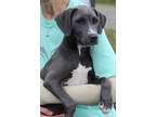 Adopt Sarafina 39836 a Retriever