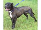 Adopt Sarabi 39833 a Cane Corso