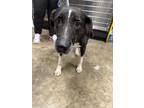 Adopt Roz a Mixed Breed