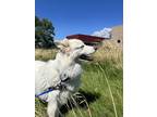 Adopt Meeka a Samoyed, Siberian Husky