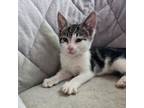 Adopt Rebel SC a Tabby