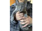 Adopt Missy MC a Russian Blue