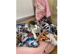 Adopt Nala a Tabby