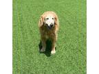 Adopt Sandy a Golden Retriever