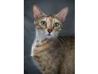 Adopt Opal a Domestic Short Hair, Tabby