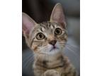 Adopt Topaz a Domestic Short Hair, Tabby