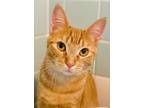 Adopt Sansa a Domestic Short Hair
