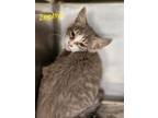 Adopt Zephyr a Domestic Short Hair