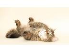 Adopt Lizzie a Domestic Long Hair, Tabby