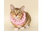Adopt MIsty a Domestic Short Hair, Abyssinian