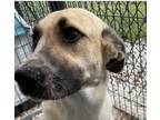 Adopt Rio a Anatolian Shepherd, Saint Bernard