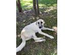 Adopt Danube a Anatolian Shepherd, Saint Bernard
