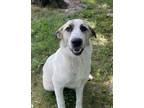 Adopt Indus a Anatolian Shepherd, Saint Bernard