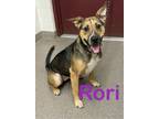 Adopt Rori a Shepherd, Mixed Breed