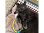 Adopt Cleo a Domestic Short Hair
