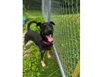 Adopt Rain a Doberman Pinscher, German Shepherd Dog