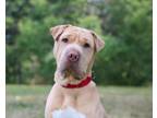 Adopt Sharpy a Shar-Pei