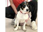 Adopt Tinkatuff a Basset Hound, Beagle