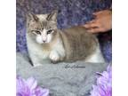 Adopt Ahsoka a Siamese