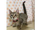 Adopt Stella a Domestic Short Hair