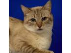 Adopt Bluebell (C24-129) a Siamese, Domestic Short Hair