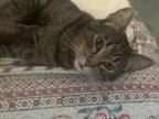 Adopt Brownie a Domestic Short Hair