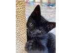 Adopt Eclipse a Domestic Short Hair, American Shorthair