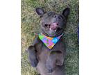 Adopt Spanx a American Staffordshire Terrier