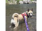 Adopt Tegan a Shepherd