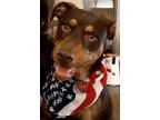 Adopt Kylie a Australian Kelpie, Rottweiler
