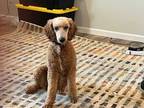 Adopt Marge a Poodle