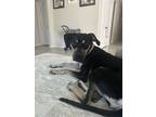 Adopt SASHA #6 a Beagle, Greyhound