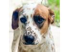 Adopt Skyler (Cross Post) a Dalmatian