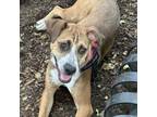 Adopt Magnolia a Boxer, Beagle