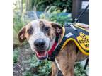 Adopt Camellia a Boxer, Beagle