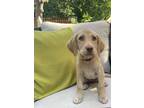Adopt heavens to "Betsy" a Labrador Retriever