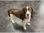 Adopt make a "Splash" a English Springer Spaniel