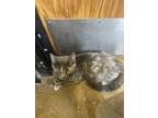 Adopt Cayenne 21C-0374 a Domestic Short Hair