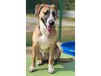 Adopt Merida 23D-0285 a Terrier
