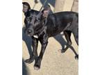 Adopt Wanda 23D-0296 a Retriever