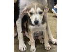 Adopt Tiana a Terrier