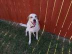 Adopt Ellie VI (New Digs) a Australian Shepherd