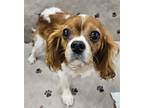 Adopt Bella a Cavalier King Charles Spaniel