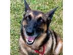 Adopt Sabrina a German Shepherd Dog, Terrier