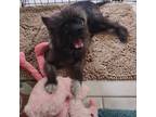 Adopt Harriet a Cairn Terrier