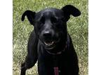 Adopt Luna a Black Labrador Retriever, Great Dane
