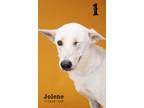 Adopt Joleen a Mixed Breed