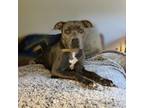 Adopt Gazelle a American Staffordshire Terrier