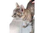 Adopt Castelle a Domestic Short Hair, Tabby