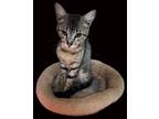 Adopt Maiden a Domestic Short Hair, Tabby